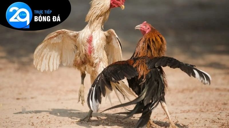 Đá Gà Trực Tiếp 2Q Campuchia: Sự Kết Hợp Hoàn Hảo Của Đam Mê 3 Các bước để bắt đầu tham gia cá cược đá gà trực tiếp 2Q Campuchia